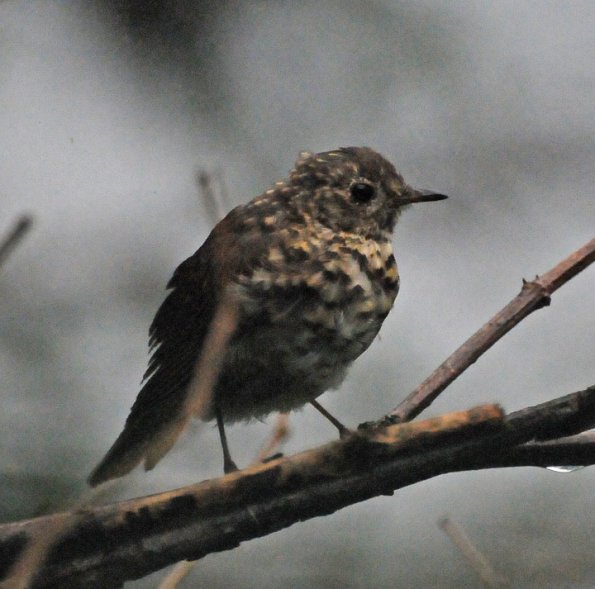 hermit-thrush-juvenile-1