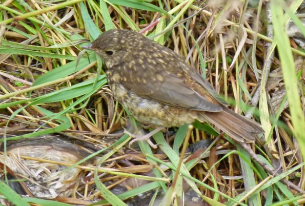 juvenile-thrush-on-salmon-carcass
