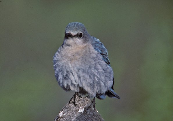mountain-bluebird-female