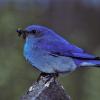 mountain-bluebird-male