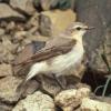 northern-wheatear-female