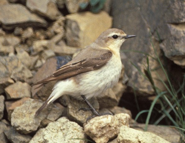 northern-wheatear-female