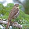 swainson-s-thrush-juvenile-juneau-july-27