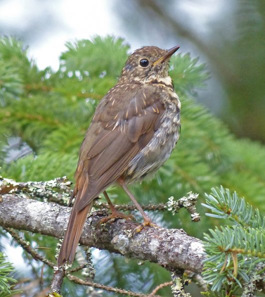 swainson-s-thrush-juvenile-juneau-july-27