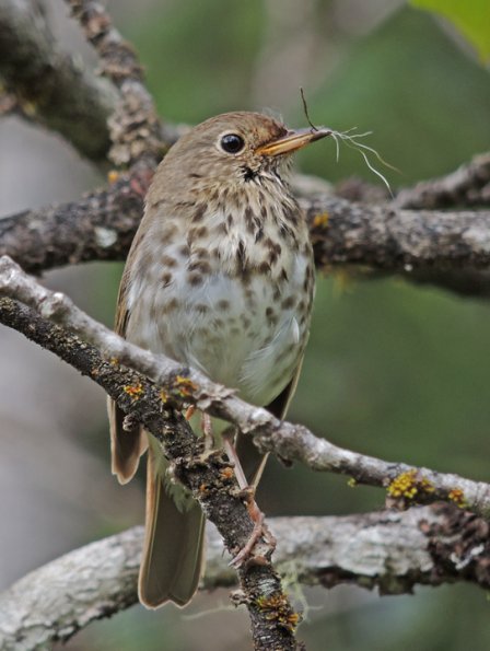 swainson-s-thrush-with-nesting-material