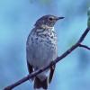 swainson-s-thrush