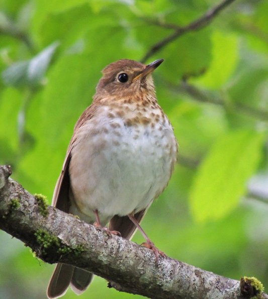 swainson-s-thrush_1341358876