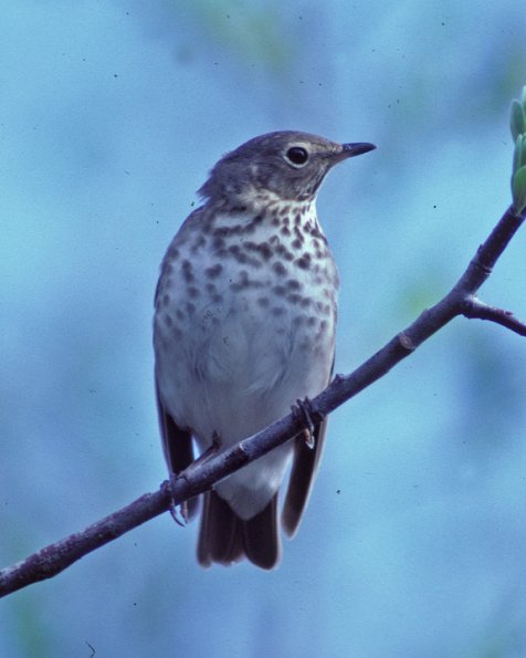 swainson-s-thrush