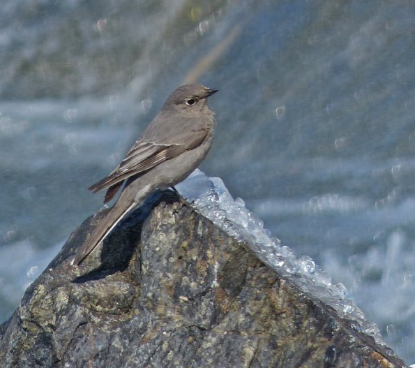 townsend-s-solitaire-april-29-2013-nugget-falls