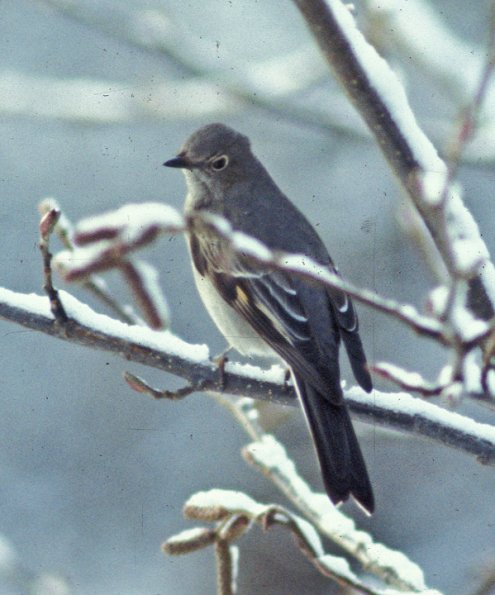 townsend-s-solitaire-in-winter