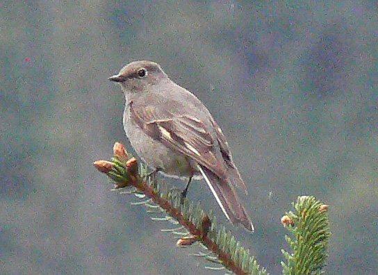 townsend-s-solitaire