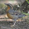 varied-thrush-adult-female