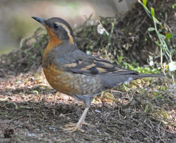 varied-thrush-adult-female