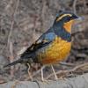 varied-thrush-adult-male