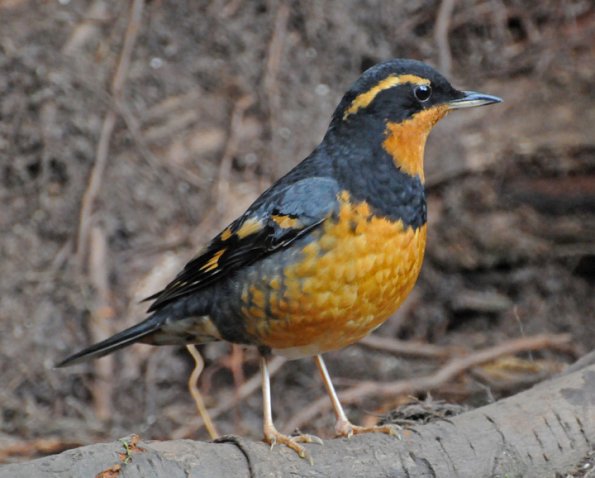 varied-thrush-adult-male