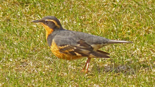 varied-thrush-gustavus