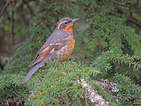 varied-thrush-in-hemlock