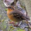 varied-thrush-iso-800-1-30-sec-hand-held-coolpix