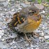 varied-thrush-juvenile-2