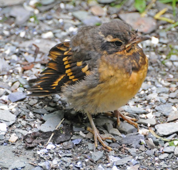 varied-thrush-juvenile-2