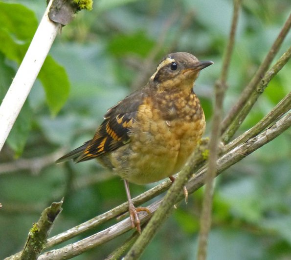 varied-thrush-juvenile-juneau-july-27