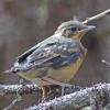 varied-thrush-juvenile