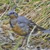 varied-thrush-juvenile_1316371326