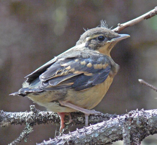 varied-thrush-juvenile
