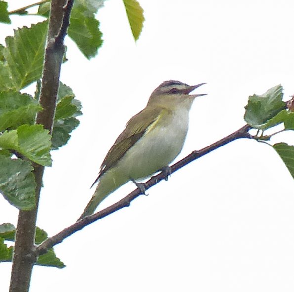 red-eyed-vireo-optical-zoom-600-mm-cropped