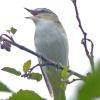red-eyed-vireo-singing-juneau-june-29-2013