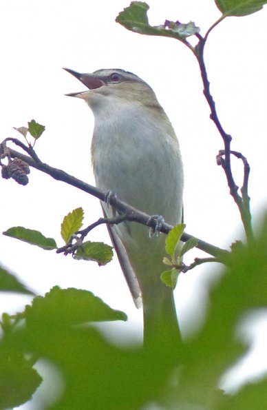 red-eyed-vireo-singing-juneau-june-29-2013