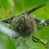 red-eyed-vireo-tending-young-at-nest