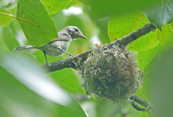 warbling-vireo-at-nest-at-iso-100