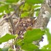 american-redstart-female-on-nest