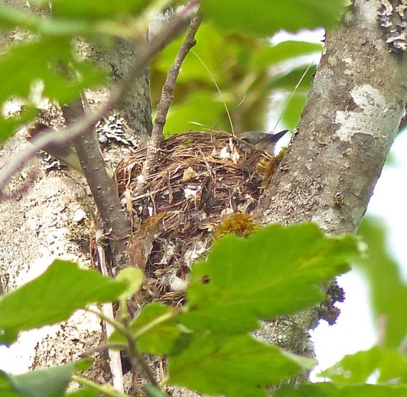 american-redstart-female-on-nest