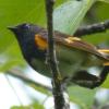 american-redstart-male-1200-mm-intelligent-zoom