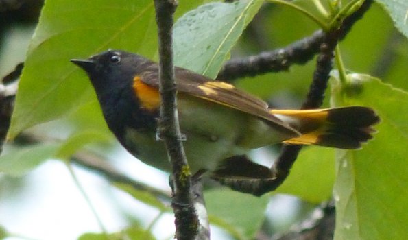 american-redstart-male-1200-mm-intelligent-zoom