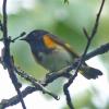 american-redstart-male-600-mm-optical-zoom-2