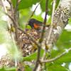 american-redstart-male-at-nest