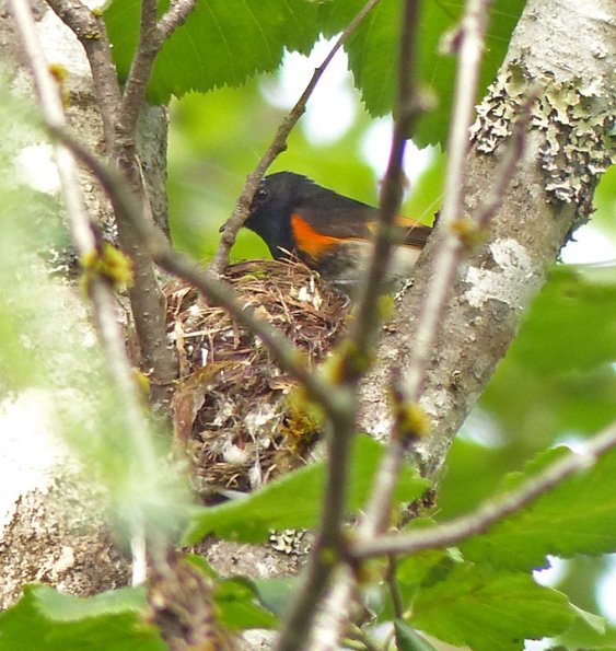 american-redstart-male-at-nest