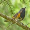 american-redstart-male-moose-lake