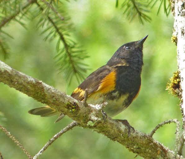 american-redstart-male-moose-lake