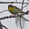 common-yellowthroat-2