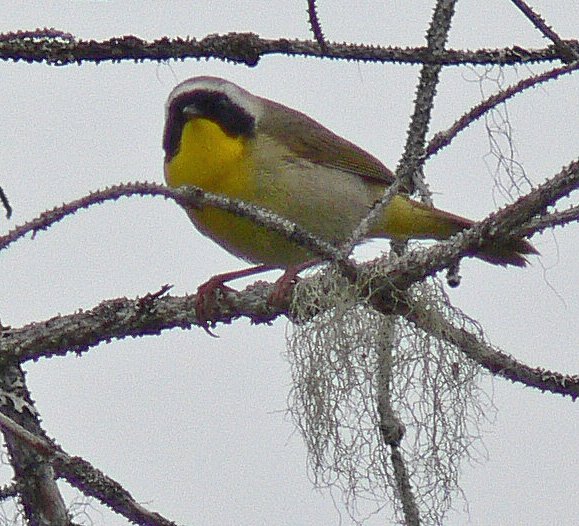 common-yellowthroat-2
