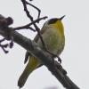 common-yellowthroat