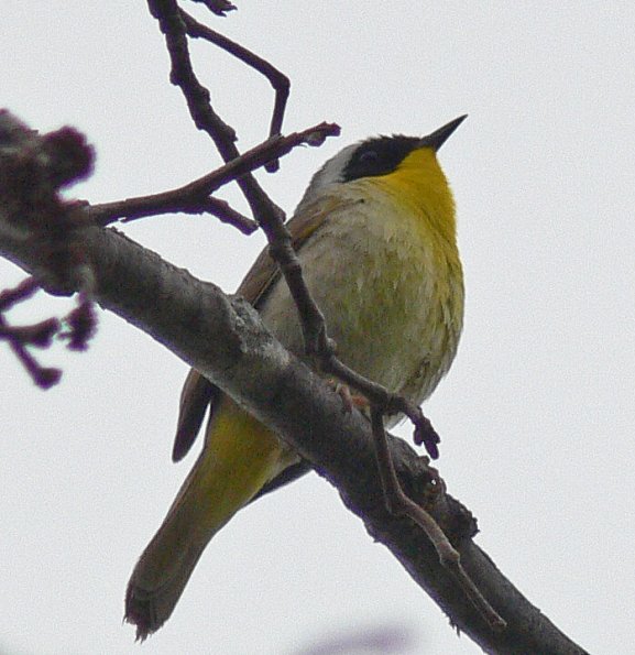common-yellowthroat