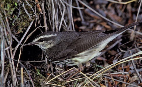 northern-waterthrush-adult-at-nest