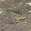 northern-waterthrush-fairbanks