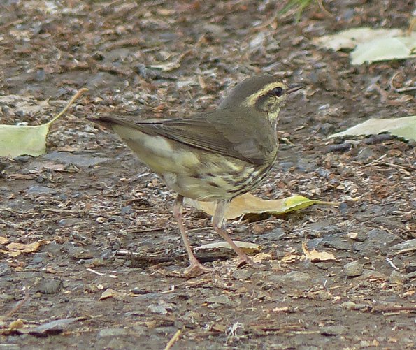 northern-waterthrush-fairbanks