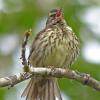 northern-waterthrush-singing